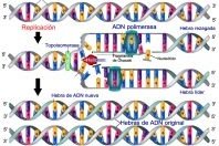 Qué es la replicación del ADN