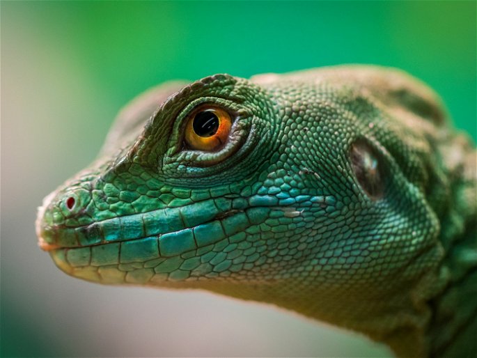 Reptil de piel escamosa y verde con ojo amarillo
