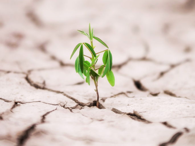 planta saliendo del asfalto como símbolo de resiliencia