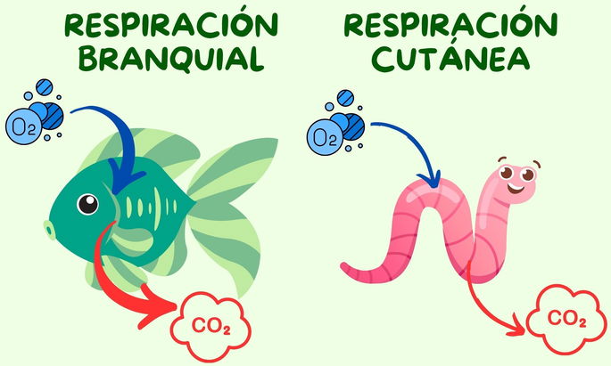 Esquema de la respiración branquial (pez) y cutánea (lombriz)