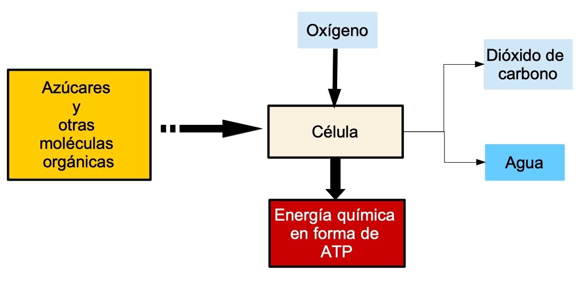 esquema simple de respiracion celular