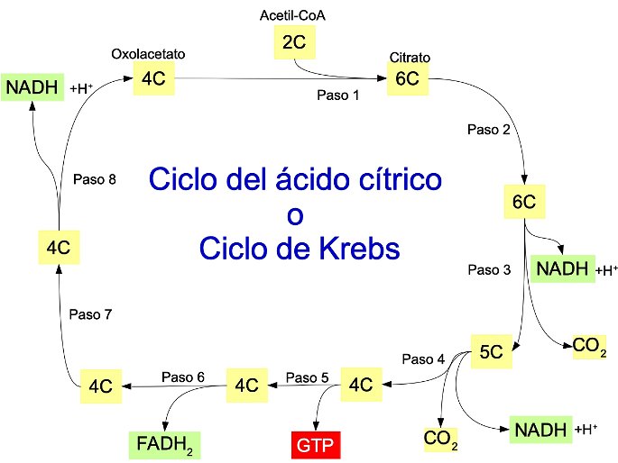 esquema simplificado del ciclo de Krebs