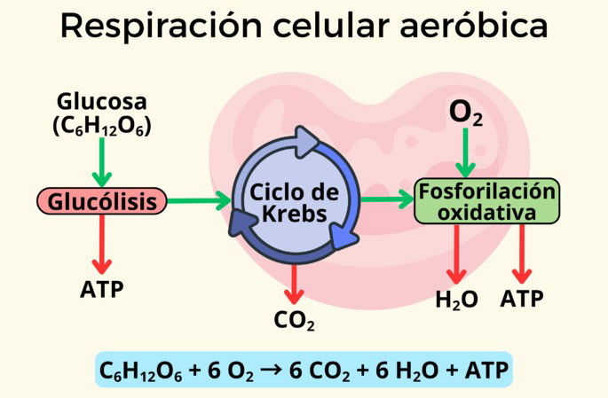 Respiración celular aeróbica: esquema simple