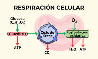 Respiración celular