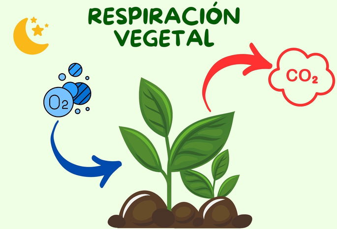 Esquema de la respiración vegetal durante la noche.