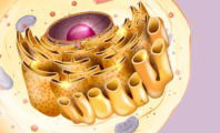 Retículo endoplasmático