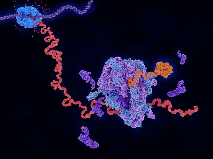 El ribosoma y las diferentes partes que intervienen en la síntesis de proteínas.