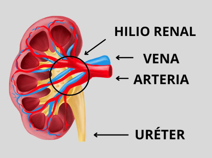 Riñón con sus partes principales