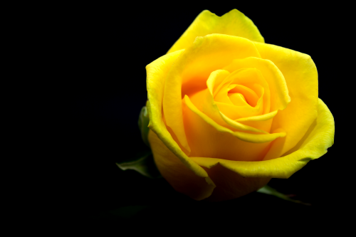 Rosas: el significado de cada color - Significados