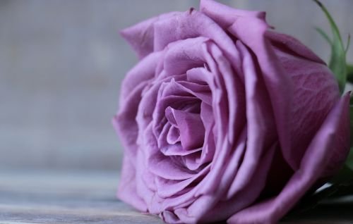 Rosa violeta