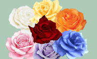 Significado de las rosas y sus colores