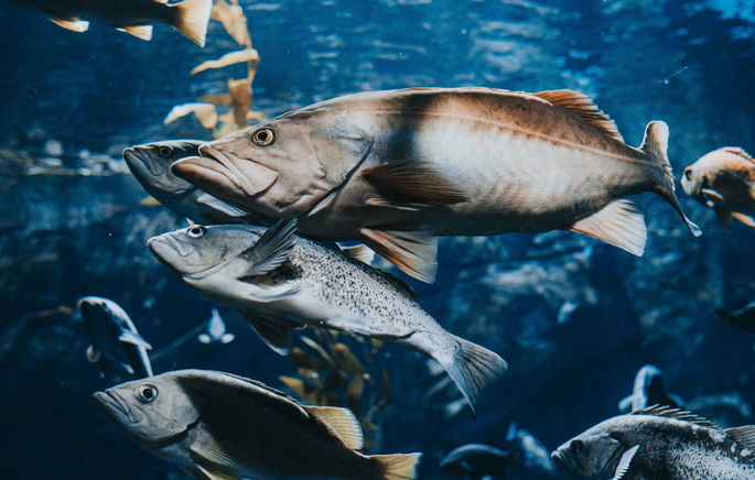 animales salvajes: banco de salmones nadando