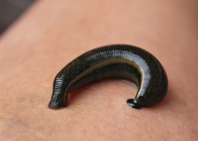 Animales invertebrados, anélidos