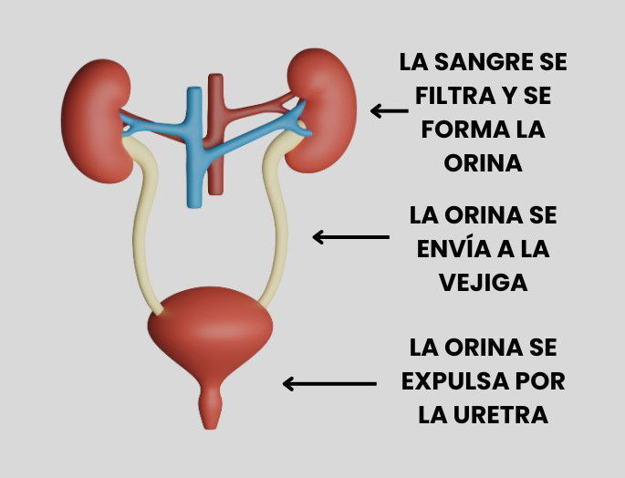 Secreción orina sistema excretor