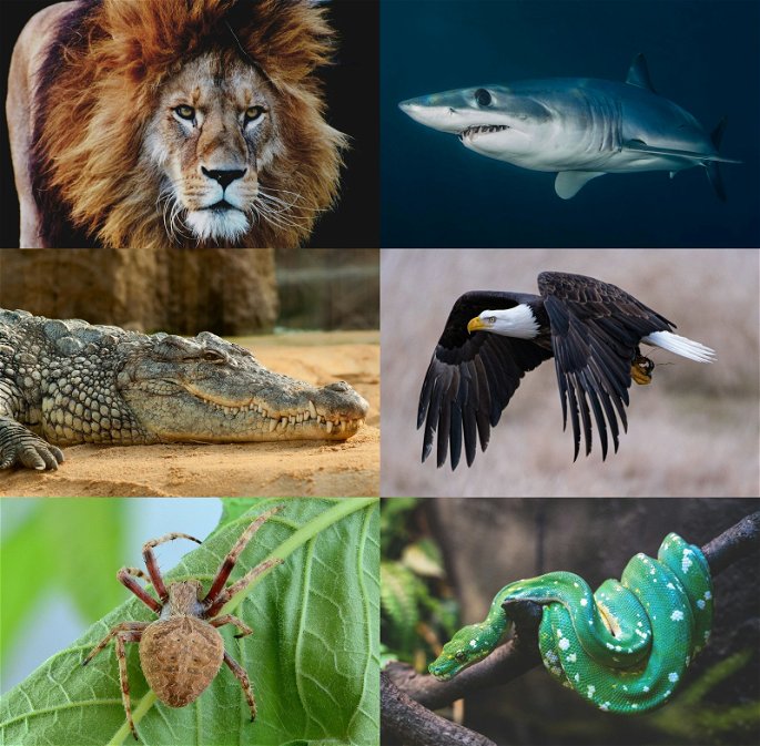 Seis animales carnívoros: un león, un tiburón, un cocodrilo, un águila, una araña y una serpiente.
