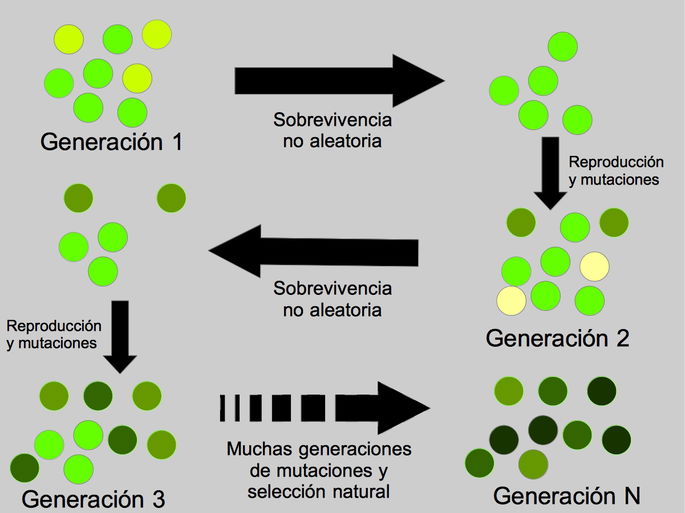 selección natural ejemplo