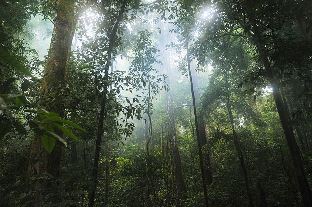 Bioma de selva tropical