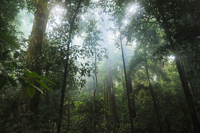 bioma, selva tropical