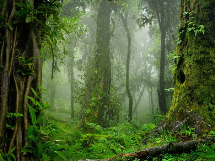 Selva húmeda y su flora, con árboles, lianas, enredaderas, arbustos, plantas epífitas y hierbas