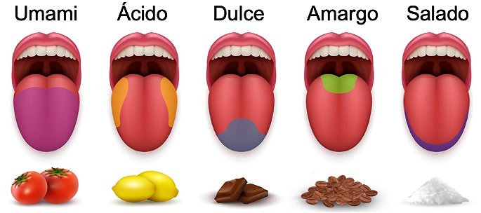 los cinco diferentes sabores que podemos percibir con el sentido del gusto