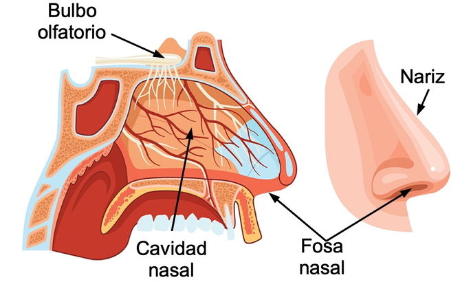 la nariz y sus partes