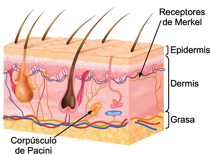 organo del tacto la piel y sus partes