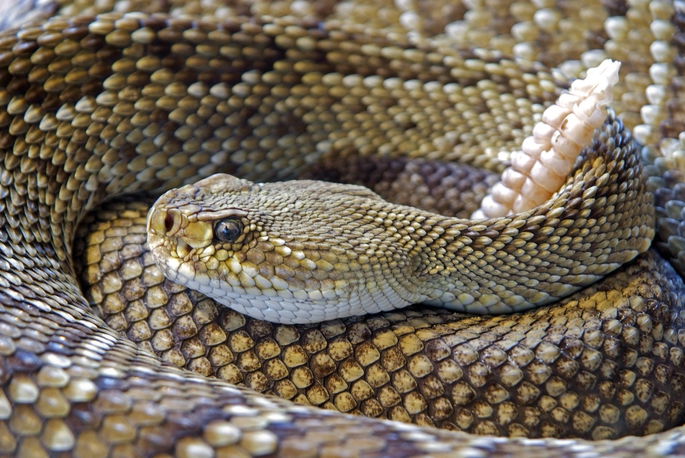 serpiente de cascabel