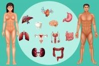 Órganos del cuerpo humano y sus funciones