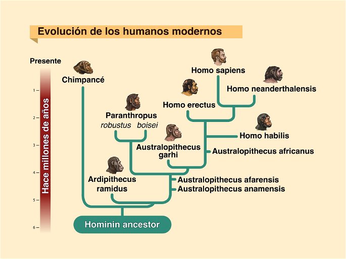evolución homínidos