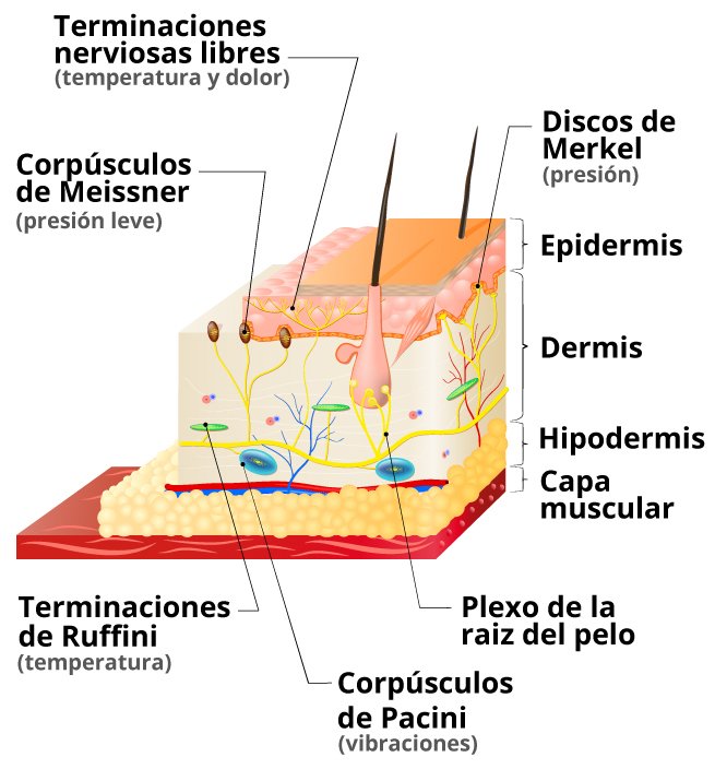 el tacto y las partes de su organo principal mostrando los receptores
