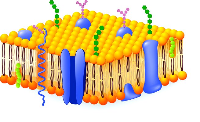 esquema de la membrana celular