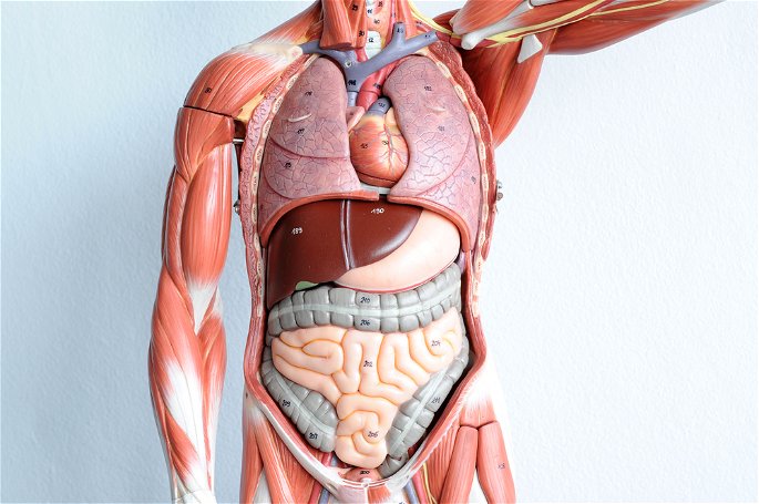 Órganos del cuerpo humano en un modelo anatómico de plástico
