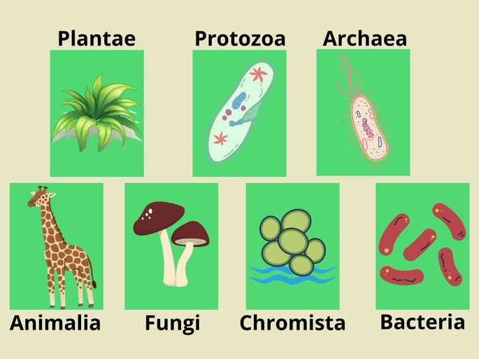 7 reinos de la naturaleza (nombres, dibujo) sobre fondo verde