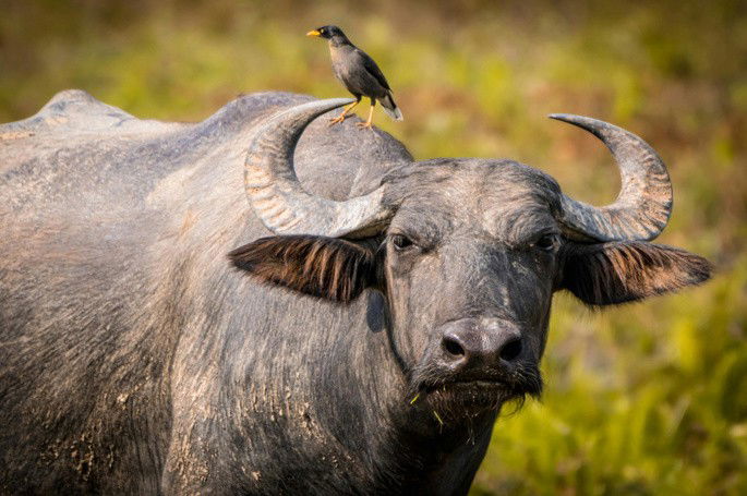 Simbiosis entre un búfalo y pájaro (comensalismo)