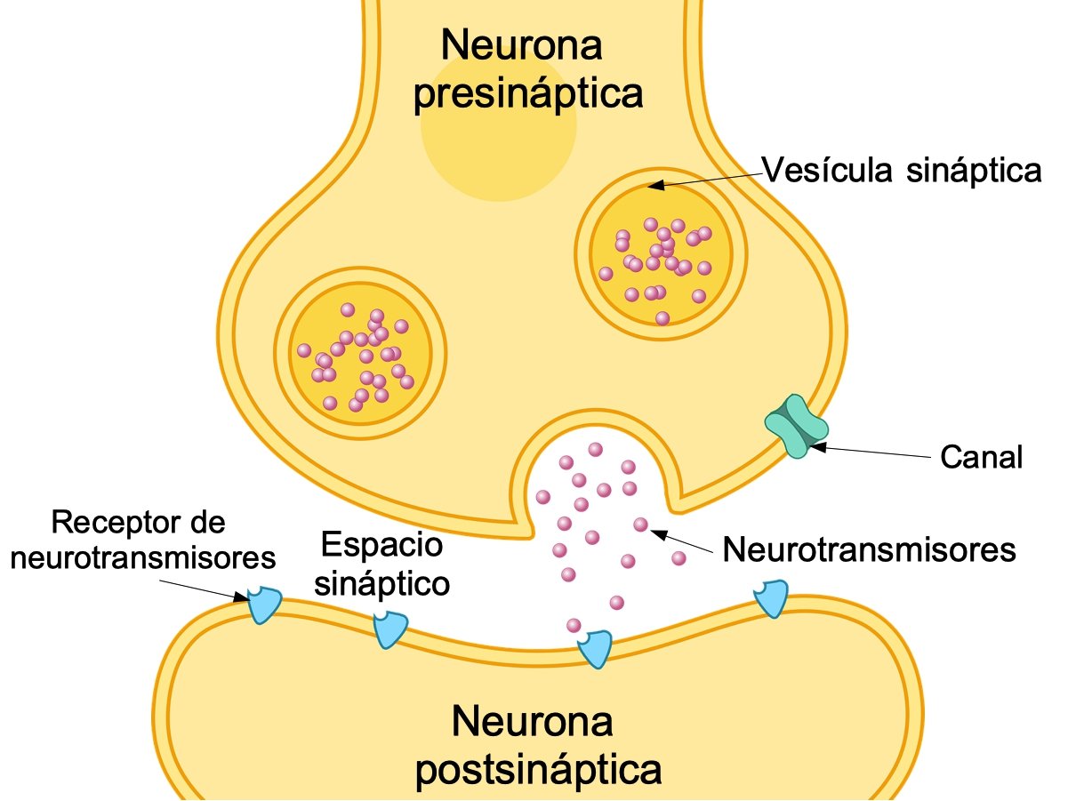 estructura de la sinapsis