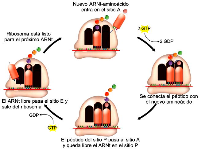 Qué Es La Síntesis De Proteínas Y Sus Etapas Significados 6730