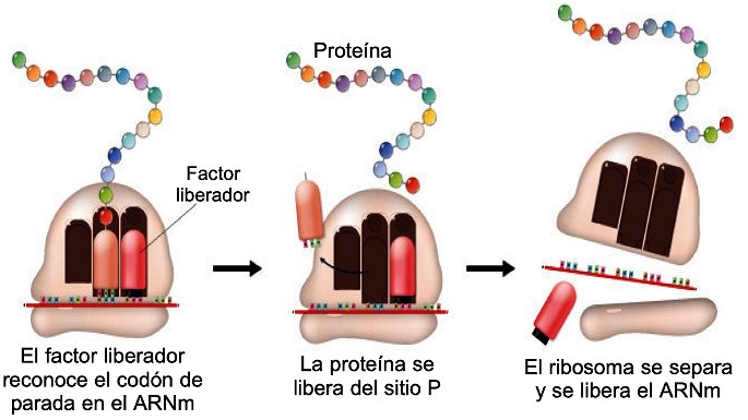 etapa de terminacion de la sintesis de proteinas