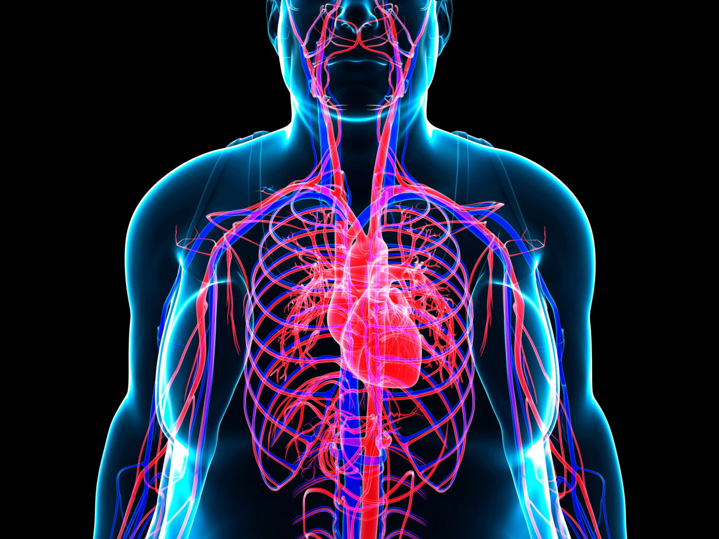 Sistema Circulatorio Funciones Partes Funcionamiento