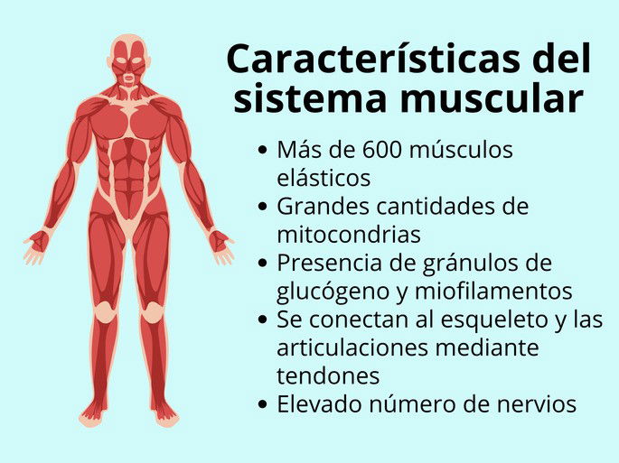 Sistema muscular y sus características