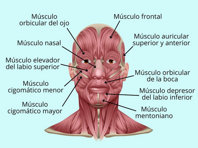 Sistema muscular: músculos de la cabeza