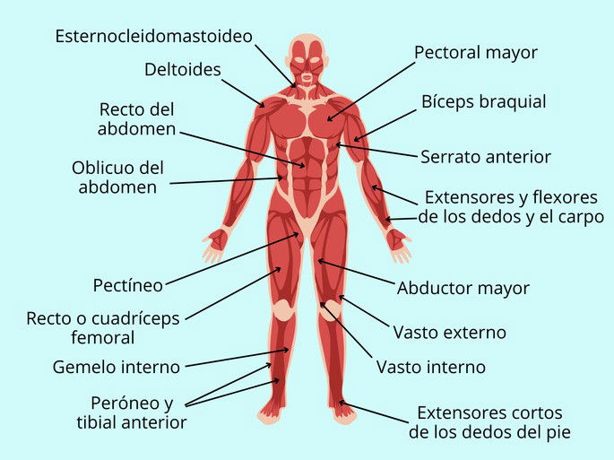Sistema muscular: músculos principales del torso y las extremidades, incluyendo brazos y piernas
