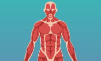 Sistema muscular
