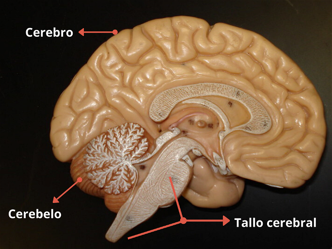 Sistema nervioso centra. Encéfalo