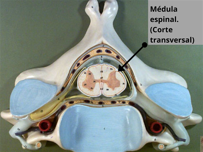 Sistema nervioso central. Médula espinal