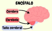 Sistema nervioso central