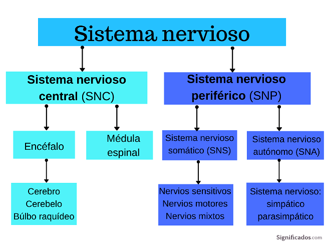 Sistema nervioso: qué es, órganos, partes y funciones - Significados