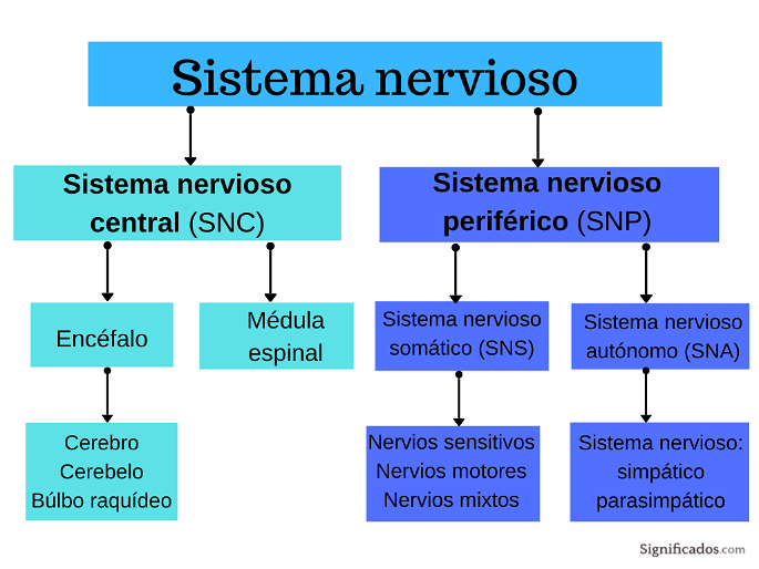 Esquema de las partes del sistema nervioso, dividido en dos: SNC (Sistema nervioso central) y SNP (Sistema nervioso periférico)