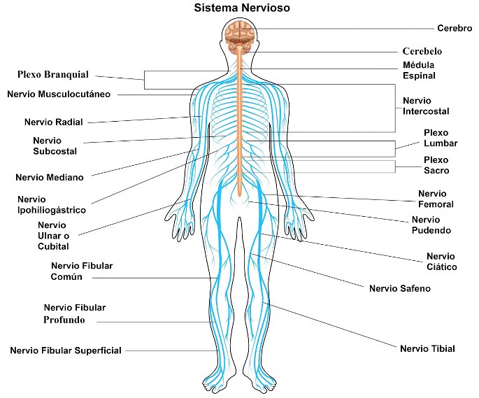 El sistema nervioso con todas sus partes, nervios y órganos implicados.