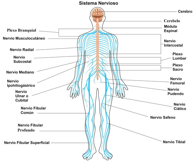 El sistema nervioso con todas sus partes, nervios y órganos implicados.