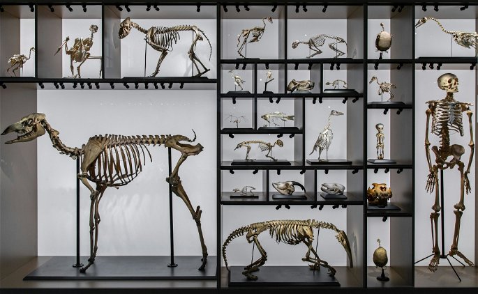 El sistema óseo de diferentes especies, como la de un ser humano, aves, felinos y otros mamíferos.